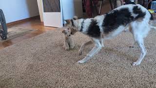 Borzoi Puppy meets the Plush Dog [upl. by Sotnas]