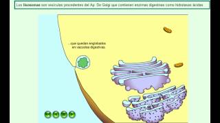 lisosomas animación corta [upl. by Noir]