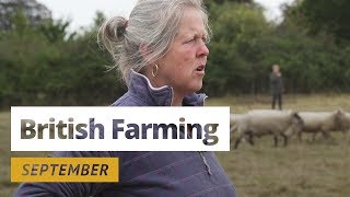 British Farming  12 Months On A UK Farm September [upl. by Aimo]