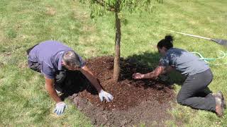 Best Practices  Mulch Ring [upl. by Tandy818]