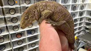 Juvenile Rhacodactylus leacheanus Nuu Ana Locale CB23 SUPER RARE COLLECTIBLE VIDEO [upl. by Blatt31]