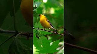 Prothonotary Warbler she is Tenacious  La Paruline Orangée est Tenace shorts short shortvideo [upl. by Egiap]