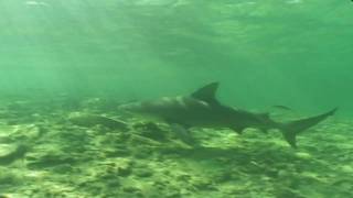 Shark Weekend  Bull Shark [upl. by Eyllib737]