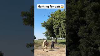 Hunting for bats 🦇 birdhunting grow frming birds animals humor entertainmentfouryoamazing [upl. by Alwin]