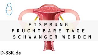 Eisprung  Fruchtbare Tage  Schwanger werden ✪ DSSKde [upl. by Zirkle]