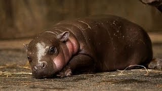 LONGESTBIGGEST WET FART IN THE WORLD FROM A BABY HIPPO [upl. by Goddart]