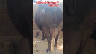 Very beautiful buffalo in Gujrat 2 खरीदे गुजरात की बन्नीshorts dairyfarm cow [upl. by Amati184]