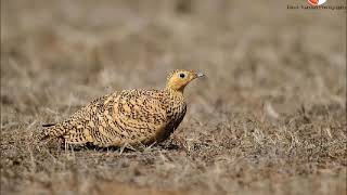 Birds of Rajasthan [upl. by Attenrev]