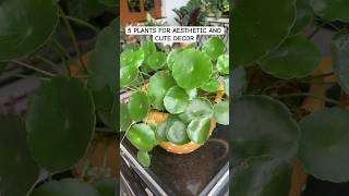 Top 5 fast growing plants  plants for aesthetic home decor  easy to grow plants greengoatales [upl. by Christye]