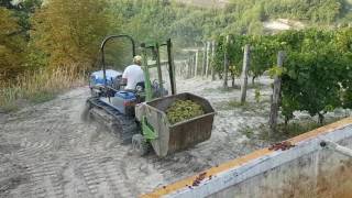 Vendemmia Visconti Diego Bubbio AT Moscato d Asti 2016 [upl. by Sanfourd]