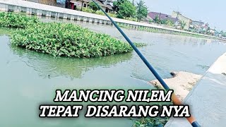 Mancing Nilem Tepat Di Sarang nya mancing fishing nilem [upl. by Irbmac910]