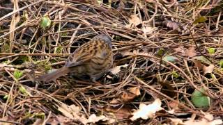 Dunnock Prunella modularis  Heckenbraunelle 02 [upl. by Itak]