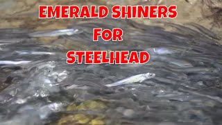 Steelhead Fishing with Emerald Shiners [upl. by Abel50]