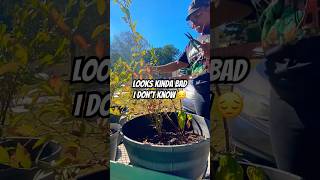 Help  Blueberry Bush  garden gardening blueberry [upl. by Irianat976]