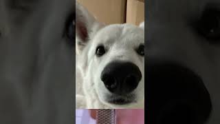 Never gone give you up with rock rexi cute cat dog funny subscribe rickroll ￼ [upl. by Towers]