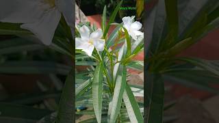 Oleander The Beautiful But Deadly Garden Plantviralshorts [upl. by Aicella]