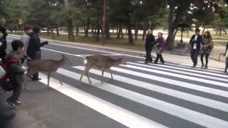 Deer in Nara crossing the street [upl. by Nonnahs]