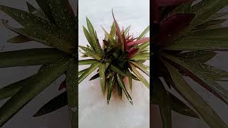 Rhoeo plant gardening ytshorts trendingvideo [upl. by Tompkins]