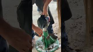 Removing Thrush from horse hooves How to treat Thrush equestrian horse veterinary [upl. by Rhiamon]