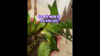 Snake plant is dying due to fungus shortsvideo snakeplant plants [upl. by Elodie]