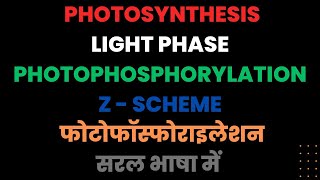 PHOTOPHOSPHORYLATION NONCYCLIC PHOTOSYNTHESIS LIGHT PHASE PHOTOLYSIS Z schemeneet 11th ncert [upl. by Selig]