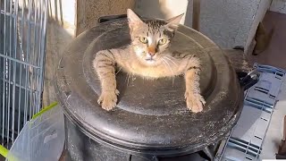 🤣 FUNNIEST Pet Bloopers  Dog and Cat Videos [upl. by Fu]