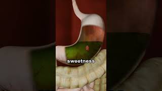 What if you swallow a chewing gum 😮😮facts ytshortsindia shorts viralvideo chewinggum [upl. by Ayital]