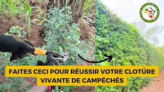 Faites ceci pour réussir votre clôture de campéchés [upl. by Nilkcaj294]