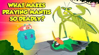 Praying Mantis  Deadliest Insect Ever  Kung Fu Mantis  Insects That Camouflage  Dr Binocs Show [upl. by Marten]