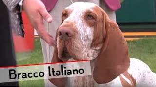 Bracco Italiano  Bests of Breed [upl. by Nigem534]