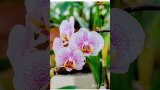 Orchids Epiphytic plants [upl. by Pelagias]