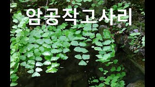 암공작고사리Junoshair fern [upl. by Adiaz]