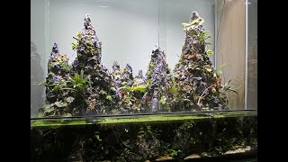 Setting up a carnivorous plant paludarium [upl. by Annoerb]