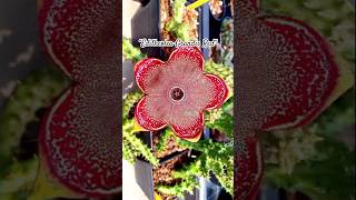 Asclepiadaceae Flower ♥️😱 shorts plants cactus flowers [upl. by Eirallih199]