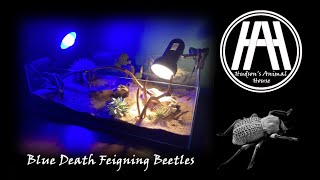 How to build a terrarium for Blue Death Feigning Beetles  Hudsons Animal House [upl. by Atteuqaj795]