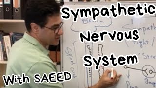 Sympathetic Nervous System [upl. by Phil]