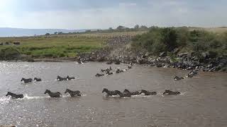 Mara River Crossing  Zebra vs Crocodile [upl. by Sirehc]