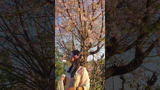 The magic of Cherry Blossoms short nature ytshorts subscribe 👏 [upl. by Sabas]