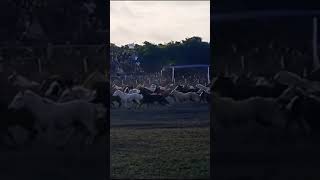 Tropillas entabladas El Talar de Madariaga caballos caballoscorriendo [upl. by Hayyikaz]