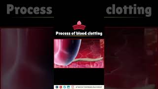 How Your Body Stops Bleeding The Incredible Blood Clotting Process Explained 🩸💪 [upl. by Depoliti967]