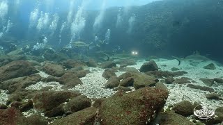 Round Island Shark dive [upl. by Cotter226]