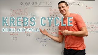 Krebs Cycle Explained [upl. by Nivlad]