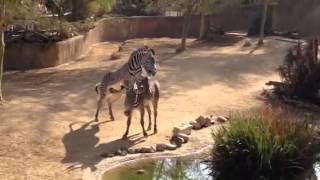 Zebra mating at LA Zoo [upl. by Trainor]