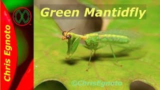 Green Mantidfly half praying mantis and half lacewing fly Very neat [upl. by Yeldahc]