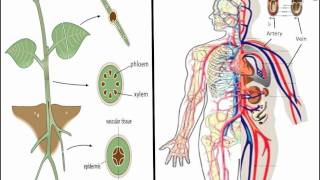 xylem and phloem vs circulatory system [upl. by Jeddy]