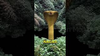 Nagas  The Underworld Gods Found [upl. by Mylor32]