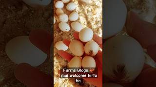 Farms Blogs mai welcome kirta ho please sports me ytshorts youtubeshorts [upl. by Terrilyn]