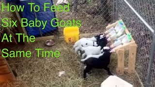 How to Feed Six Baby Goats at One Time [upl. by Eniroc]