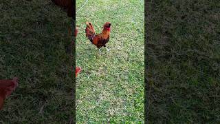 This rooster always wants to fight me cockadoodledoo backyardchickens freerange animalsounds [upl. by Anuat]