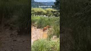 Tiger at zone 10 ranthambore ranthamborenationalpark wildlife tiger bigcat yt shorts nature [upl. by Noyek]